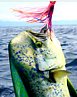 Saltwater.jpg